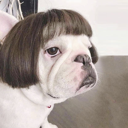 Haustierperücke Hundeperücke Halloween Haustier Accessoire lockiges Haar glattes Haar